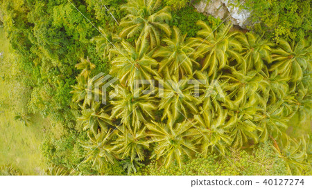 View from the height of the jungle with a group of palms. Philippines. 40127274