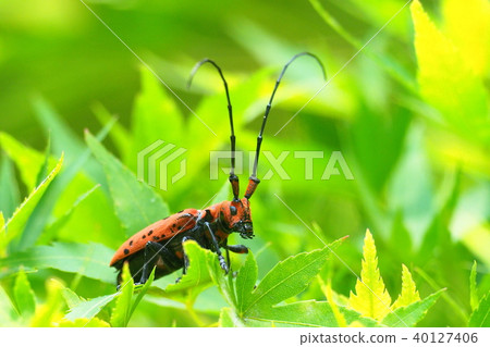 Hoshi Benicami Hoshi Benicami 40127406