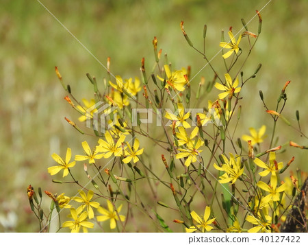 Nicana flowers Nicana flowers 40127422