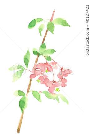 Weeping Peach 40127423