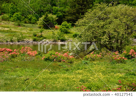 Goji Pond Kabuto Plateau的蓮花杜鵑花 Goji Pond Kabuto Plateau的蓮花杜鵑花 40127541