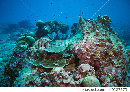 Fish on underwater coral reef 40127875