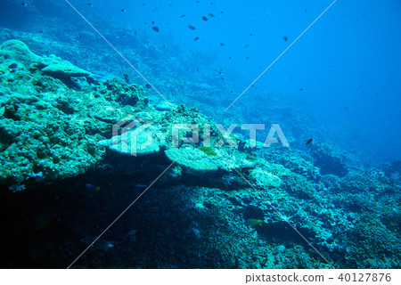 Fish on underwater coral reef 40127876