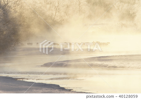 在早晨的陽光下染色的冰和太陽鳥群（北海道·Tsurui） 40128059
