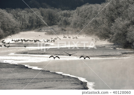 Tancho（北海道·Tsurui）從被冰包圍的棲息處飛行 40128060