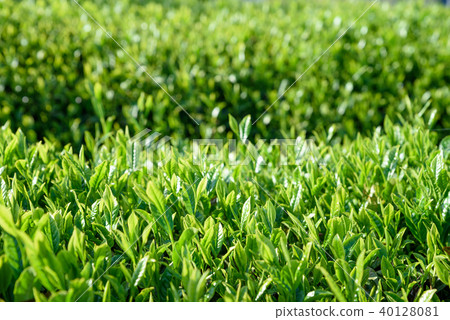 Ocha茶園茶園Shinoba全臉 40128081