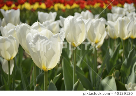Tulip Prisima 40129120