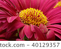 Closeup on Gerbera's pink head center 40129357