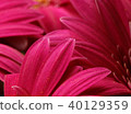 Closeup of pink flower gerbera petals 40129359