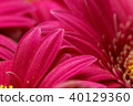 Closeup of pink flower gerbera petals 40129360