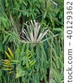 Green pine fronds with palm leaves 40129362