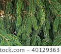 Pine frond closeup 40129363