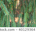 Pine cone flowers and fronds 40129364