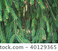 Pine fronds with cone flowers  40129365