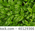 Wild garlic leaves in the woods  40129366