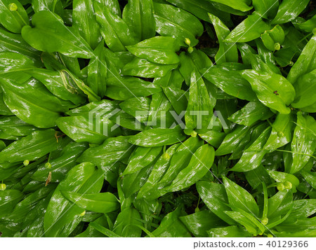Wild garlic leaves in the woods Wild garlic leaves in the woods 40129366