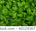 Wild garlic leaves in the woods  40129367
