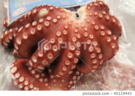 八爪魚·章魚 40129443