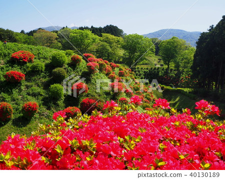 Azalea of Yamanaka Castle Azalea of Yamanaka Castle 40130189