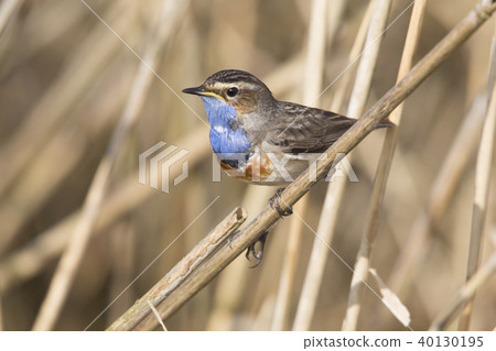 Bluethroat (Luscinia svecica) Bluethroat (Luscinia svecica) 40130195
