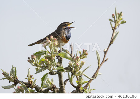 Bluethroat (Luscinia svecica) Bluethroat (Luscinia svecica) 40130196
