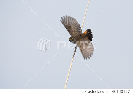 Bluethroat (Luscinia svecica) 40130197