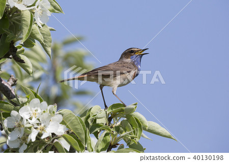 Bluethroat (Luscinia svecica) Bluethroat (Luscinia svecica) 40130198