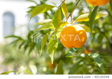 mandarin tree with ripe fruits 40130348