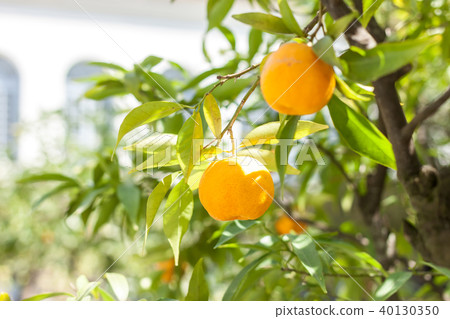 mandarin tree with ripe fruits 40130350