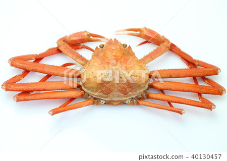 雪蟹 雪蟹 40130457