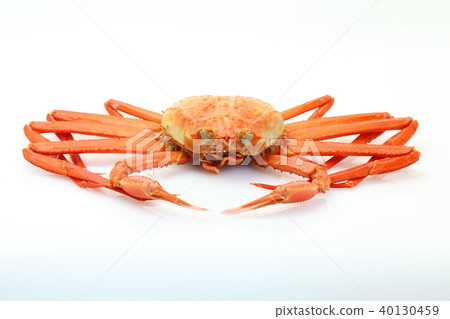 雪蟹 雪蟹 40130459