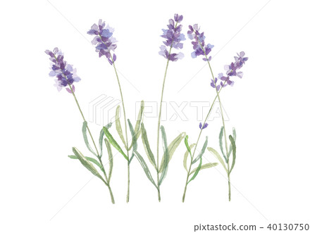 lavender 40130750