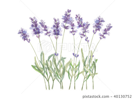 lavender 40130752