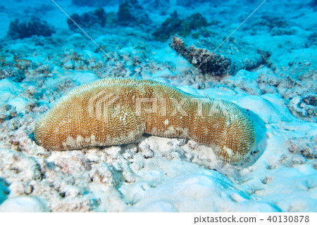corals 40130878