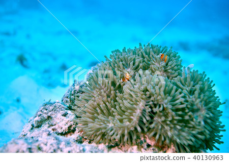 Fish on underwater coral reef 40130963