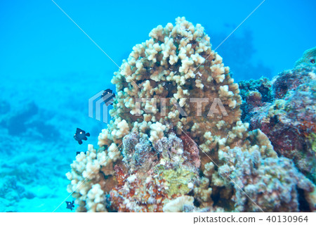 Fish on underwater coral reef 40130964