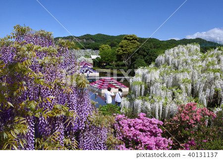足利花卉公園 40131137