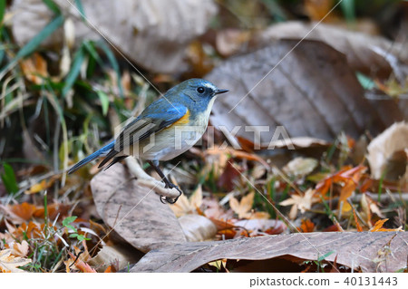 Wild bird at Yakushi-ike park Wild bird at Yakushi-ike park 40131443