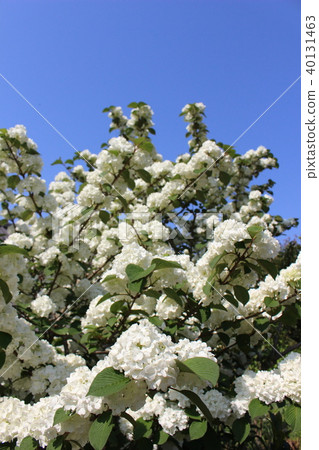 It is a flower of Odemari. 40131463