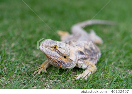 Hoop bearded lizard Hoop bearded lizard 40132407
