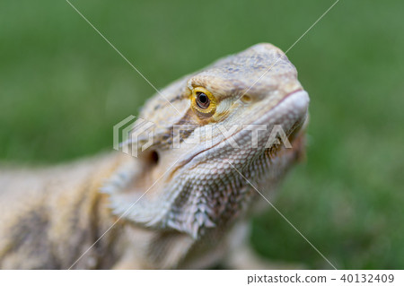Hoop bearded lizard 40132409