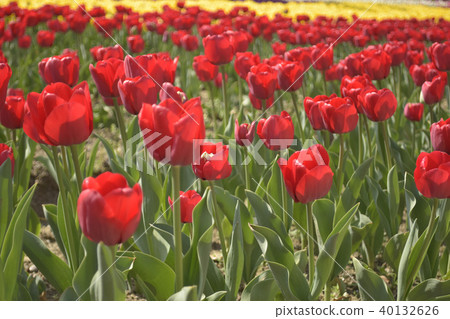 Tulip Ile de France 40132626