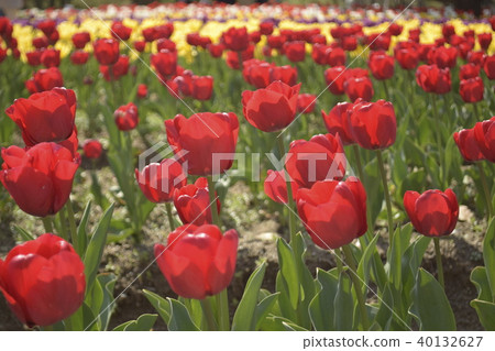 Tulip Ile de France 40132627