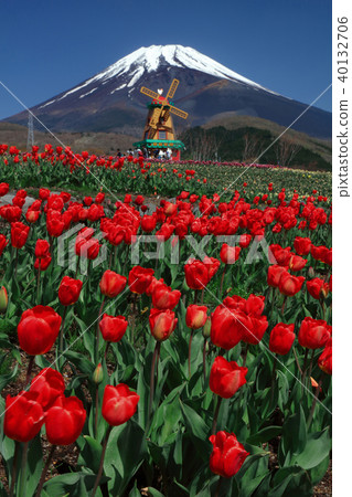 Tulip and Mt. Fuji Tulip and Mt. Fuji 40132706