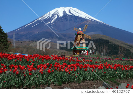 鬱金香和富士山 40132707