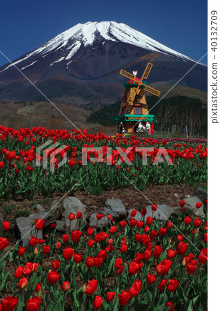 鬱金香和富士山 鬱金香和富士山 40132709