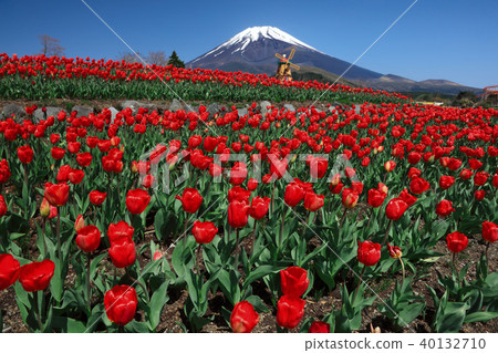 鬱金香和富士山 鬱金香和富士山 40132710