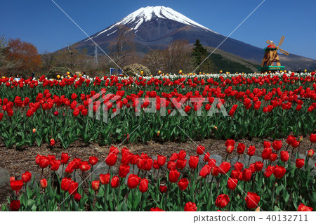 鬱金香和富士山 鬱金香和富士山 40132711