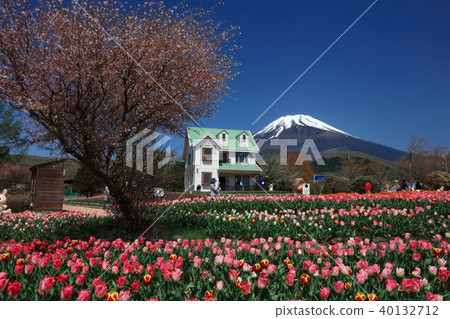 Tulip and Mt. Fuji Tulip and Mt. Fuji 40132712