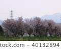 Row of cherry trees 40132894